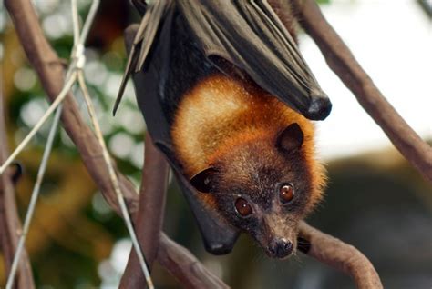 giant golden-crowned flying fox